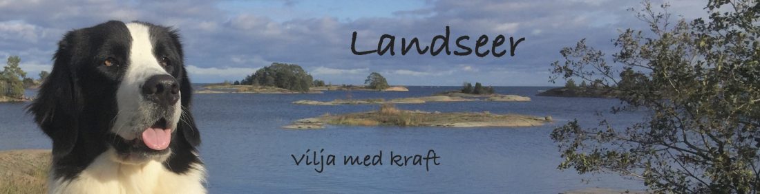 Landseer framför en skärgårdsvik – Landseer, vilja med kraft