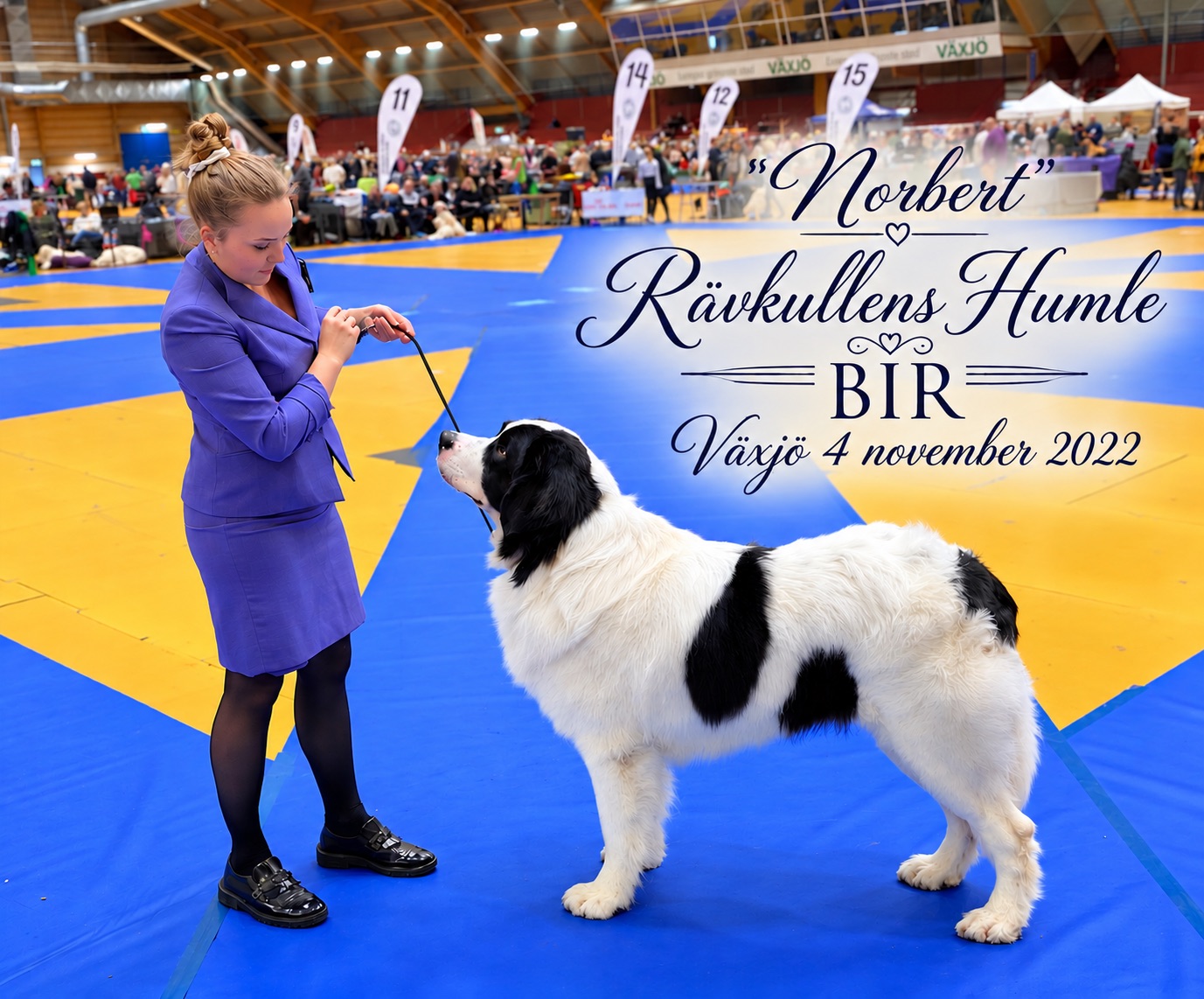 ”Norbert” Rävkullens Humle, BIR i Växjö 4 november 2022, står uppställd i ringen framför sin handler.